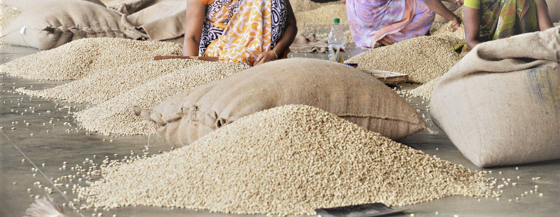 monsoon malabar, a fascinating bean - kafeido roasters
