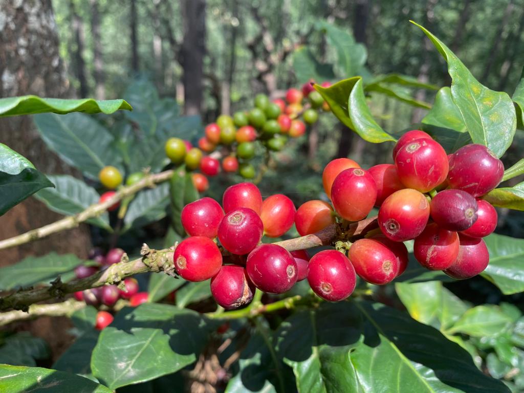 Ratnagiri Estate - Naturals, Anaerobic Fermentation with Yeast - Medium Roast - kafeido roasters