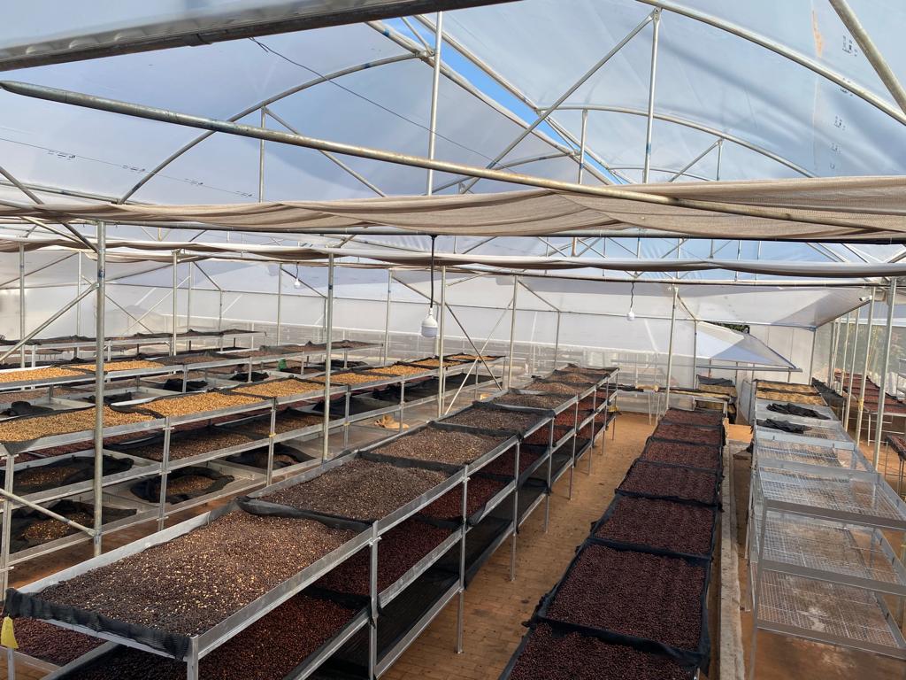 Ratnagiri Estate - Naturals, Anaerobic Fermentation with Yeast - Medium Roast - kafeido roasters