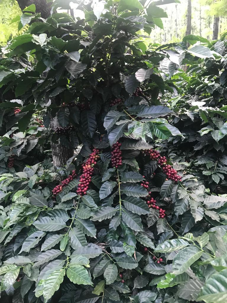 Ratnagiri Estate - Aerobic Honey - Medium Roast - kafeido roasters