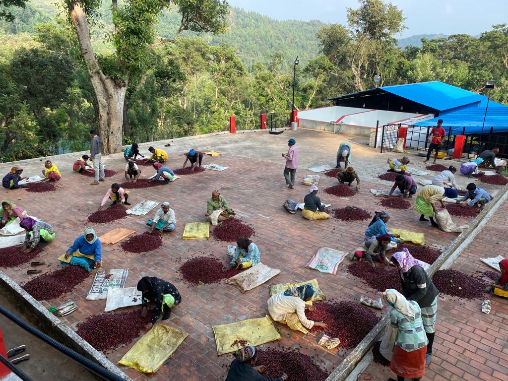 Ratnagiri Estate - Naturals, Anaerobic Fermentation with Yeast - Medium Roast - kafeido roasters