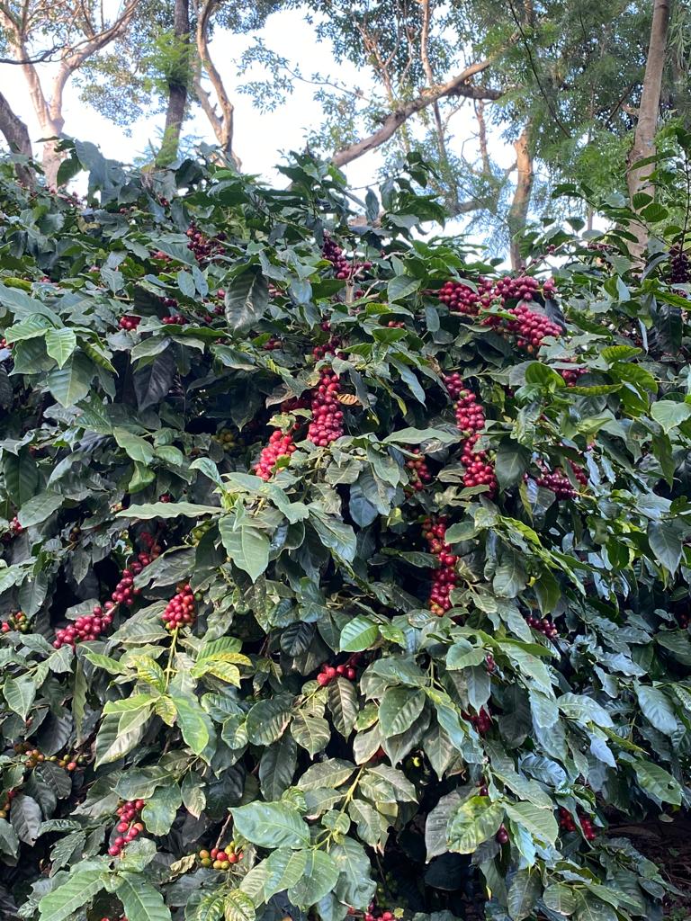 Ratnagiri Estate - Naturals, Anaerobic Fermentation with Yeast - Medium Roast - kafeido roasters