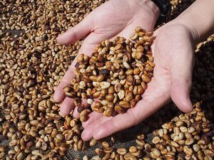 honey processed coffee - kafeido roasters