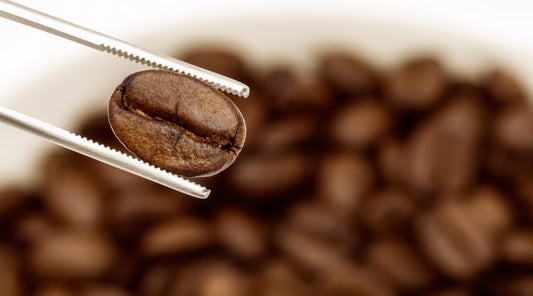 Top 5 Characteristics of Specialty Coffee Beans - kafeido roasters