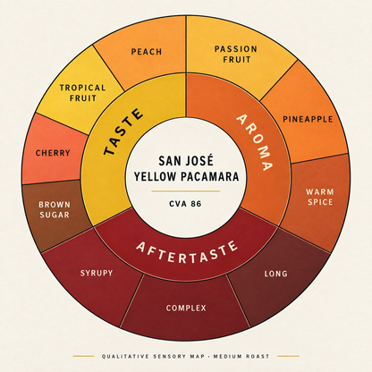 A circular qualitative sensory map for San José Yellow Pacamara medium roast coffee, showing taste, aroma, and aftertaste segments in warm yellow, orange, brown, and red tones on a cream background.