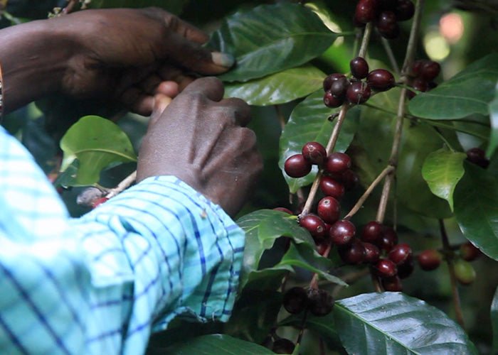 Bettadamalali Estate - 36 hrs Aerobic Washed - Medium Roast - kafeido roasters