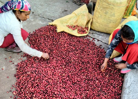 Bettadamalali Estate - 36 hrs Aerobic Washed - Medium Roast - kafeido roasters
