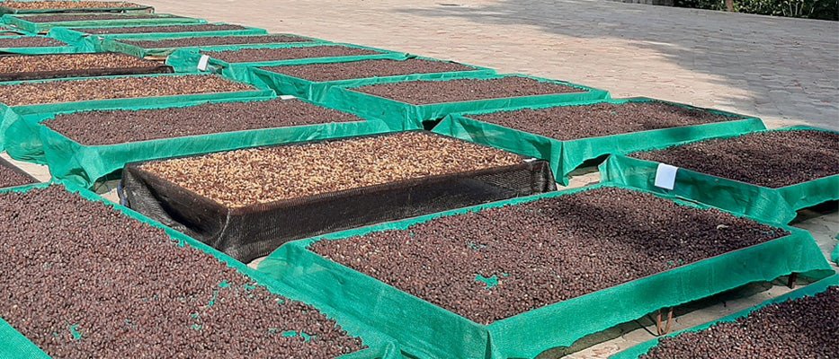Bettadamalali Estate - 36 hrs Aerobic Washed - Medium Roast - kafeido roasters