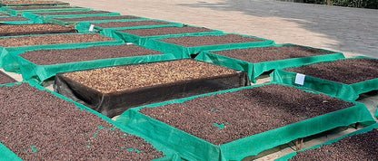 Bettadamalali Estate - 36 hrs Aerobic Washed - Medium Roast - kafeido roasters