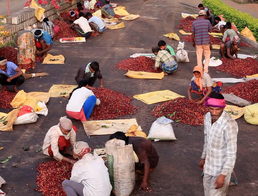 Bettadamalali Estate - 36 hrs Aerobic Washed - Medium Roast - kafeido roasters