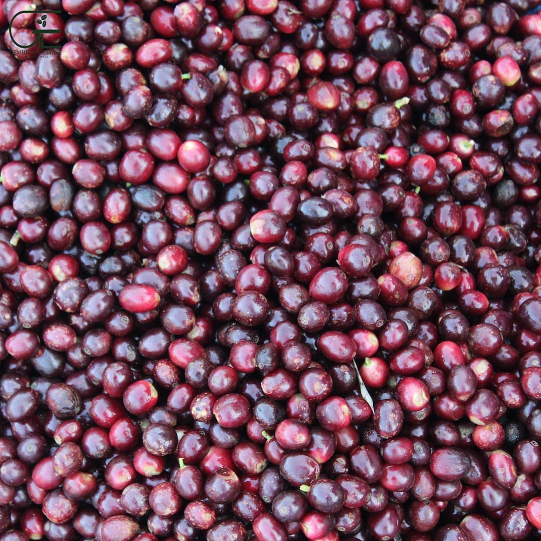 Gemblary Estate - Washed - Medium - Dark Roast - kafeido roasters