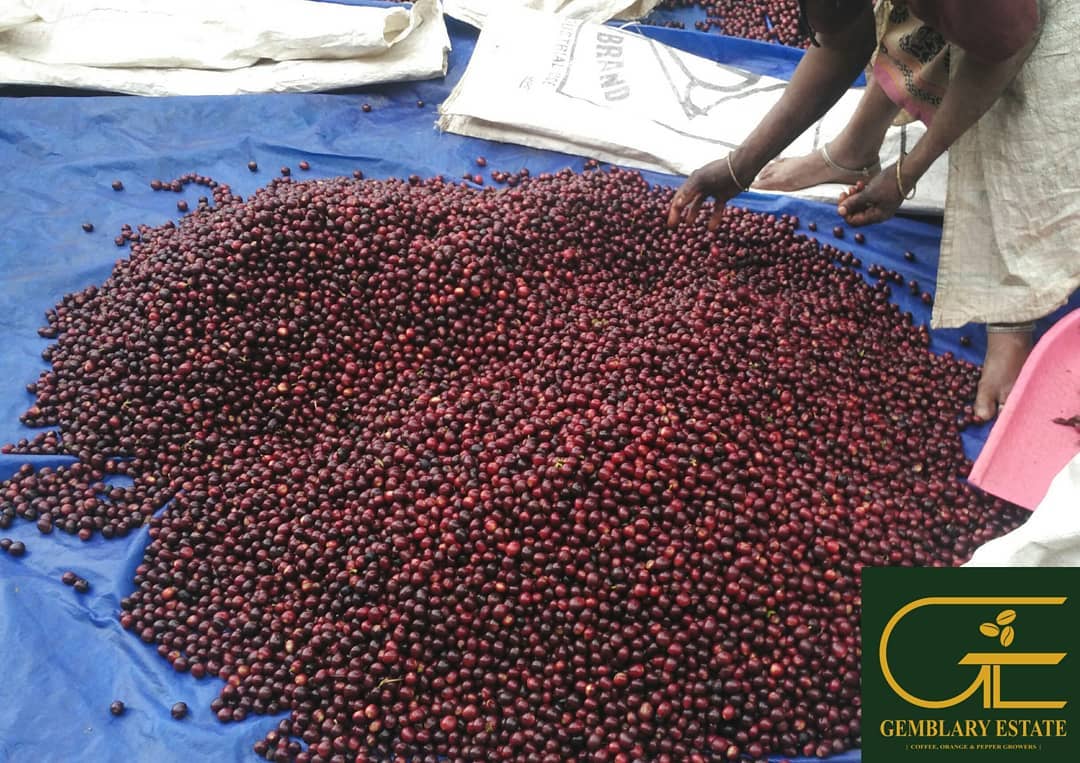 Gemblary Estate - Washed - Medium - Dark Roast - kafeido roasters
