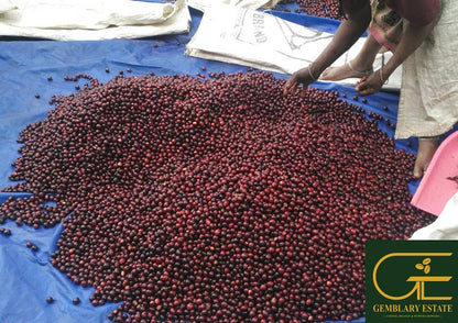 Gemblary Estate - Washed - Medium - Dark Roast - kafeido roasters