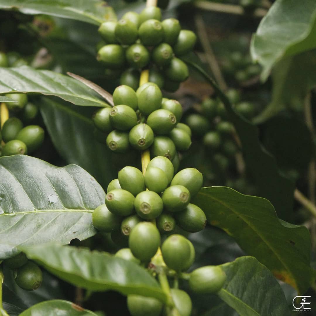 Gemblary Estate - Washed - Medium - Dark Roast - kafeido roasters