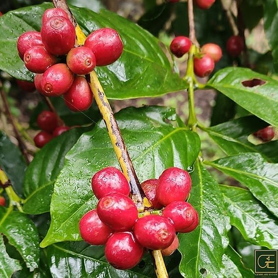 Gemblary Estate - Washed - Medium - Dark Roast - kafeido roasters