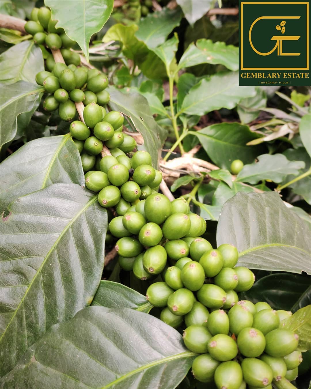 Gemblary Estate - Washed - Medium - Dark Roast - kafeido roasters