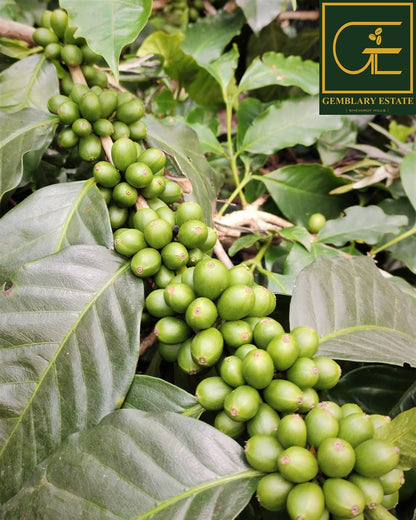 Gemblary Estate - Washed - Medium - Dark Roast - kafeido roasters