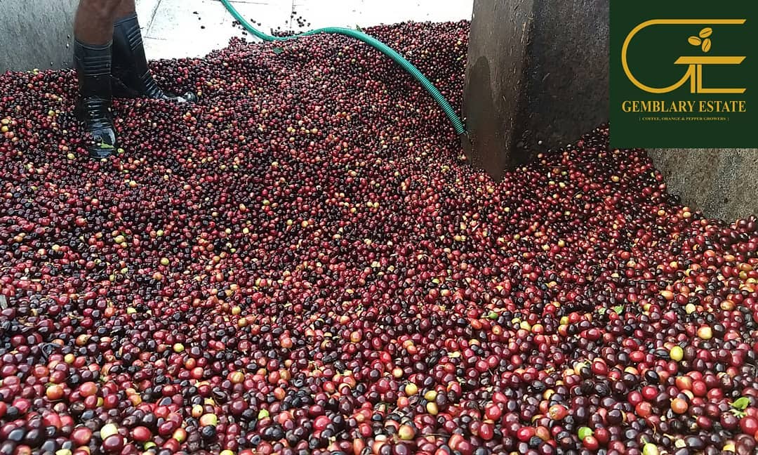 Gemblary Estate - Washed - Medium - Dark Roast - kafeido roasters
