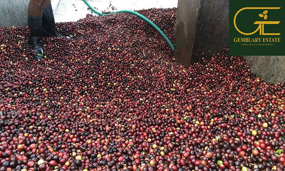 Gemblary Estate - Washed - Medium - Dark Roast - kafeido roasters