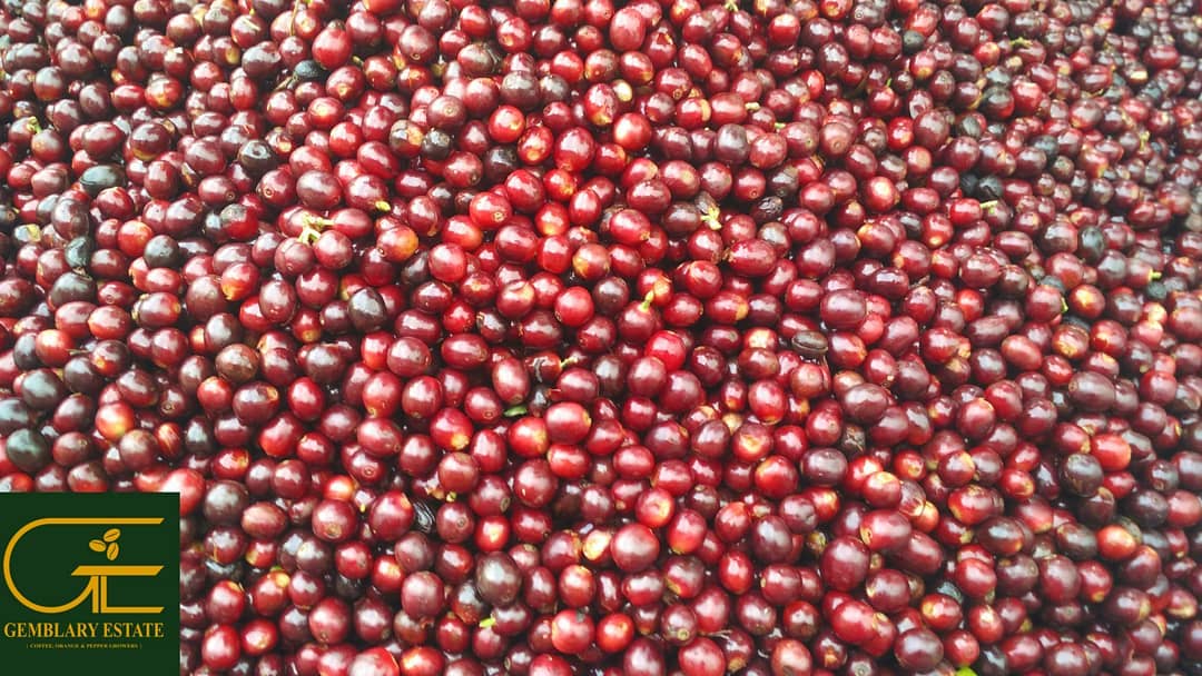 Gemblary Estate - Washed - Medium - Dark Roast - kafeido roasters
