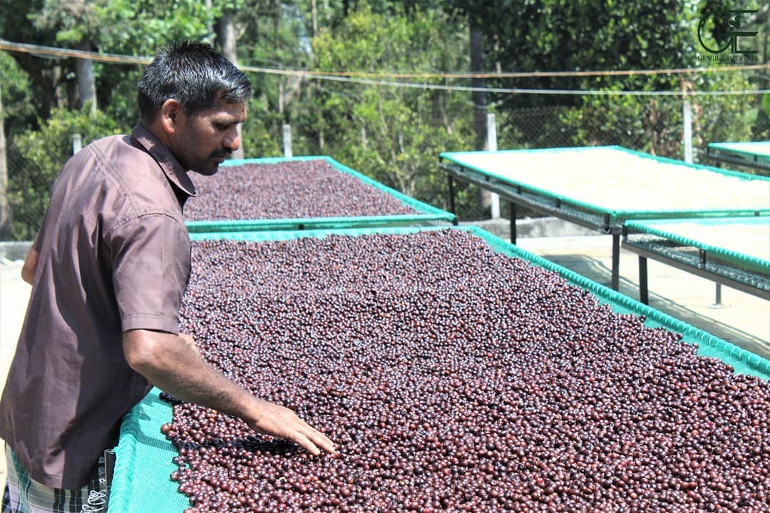 Gemblary Estate - Washed - Medium - Dark Roast - kafeido roasters