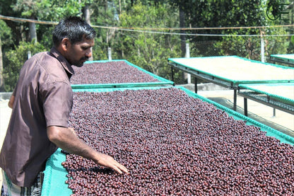 Gemblary Estate - Washed - Medium - Dark Roast - kafeido roasters