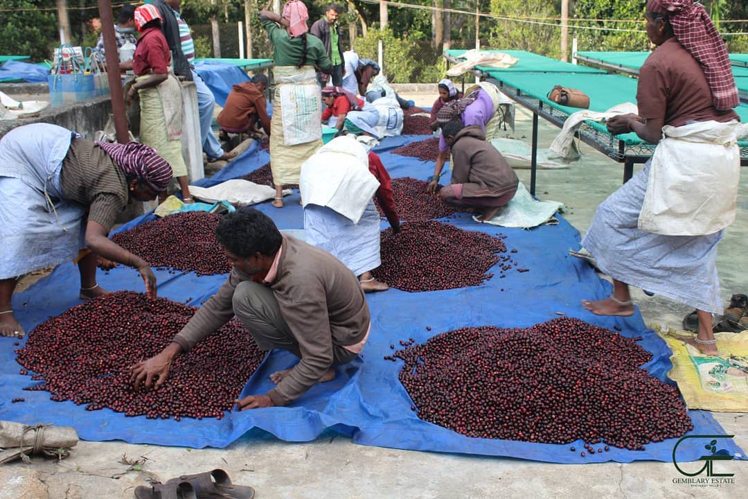 Gemblary Estate - Washed - Medium - Dark Roast - kafeido roasters