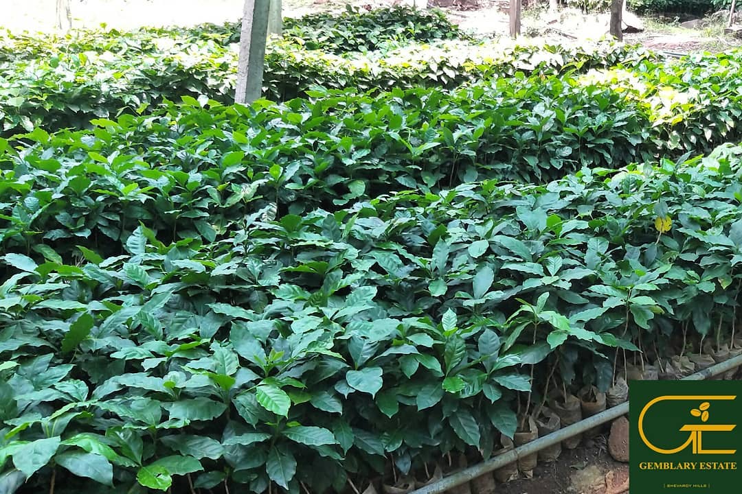 Gemblary Estate - Washed - Medium - Dark Roast - kafeido roasters
