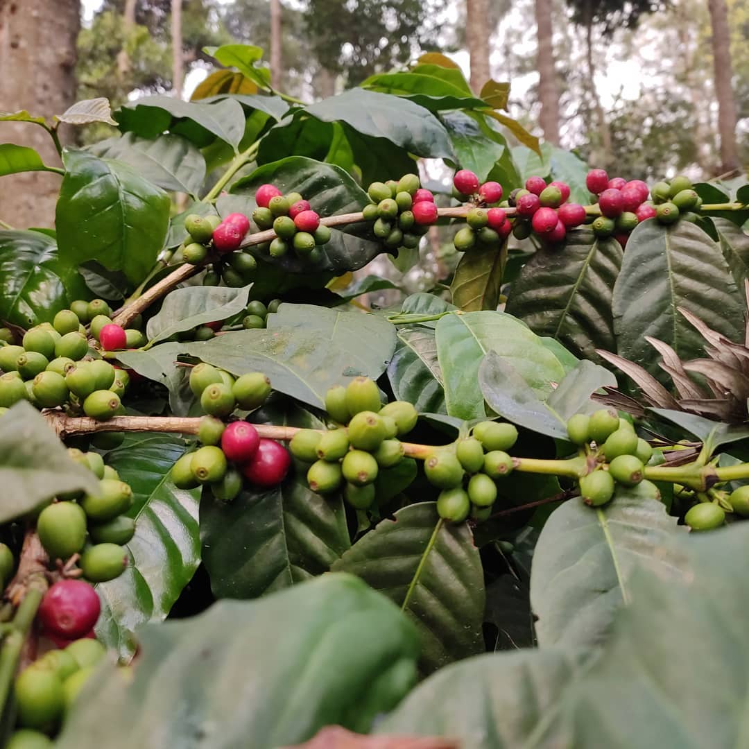 Gemblary Estate - Washed - Medium - Dark Roast - kafeido roasters