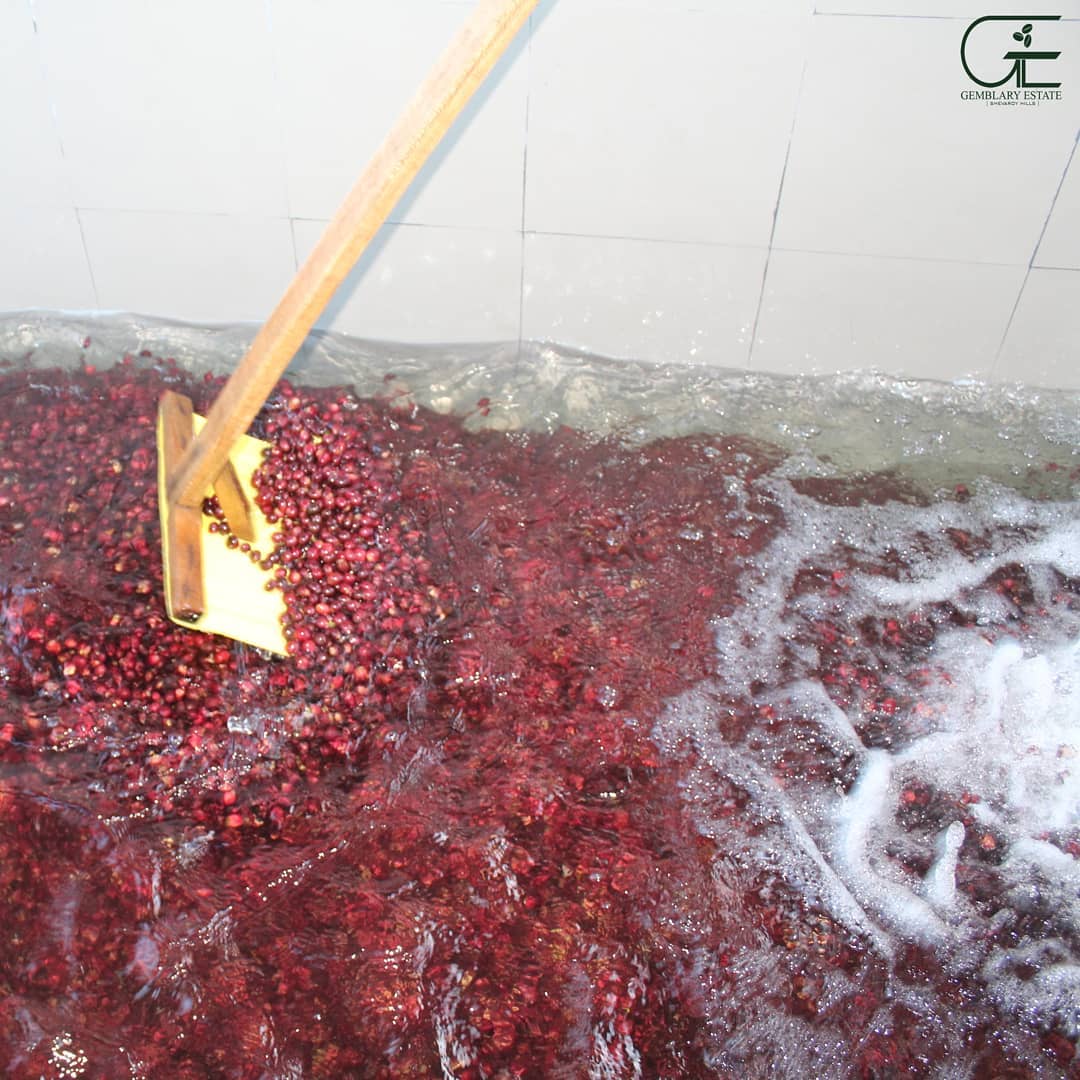 Gemblary Estate - Washed - Medium - Dark Roast - kafeido roasters