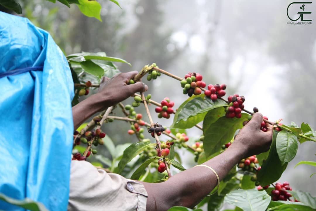 Gemblary Estate - Washed - Medium - Dark Roast - kafeido roasters