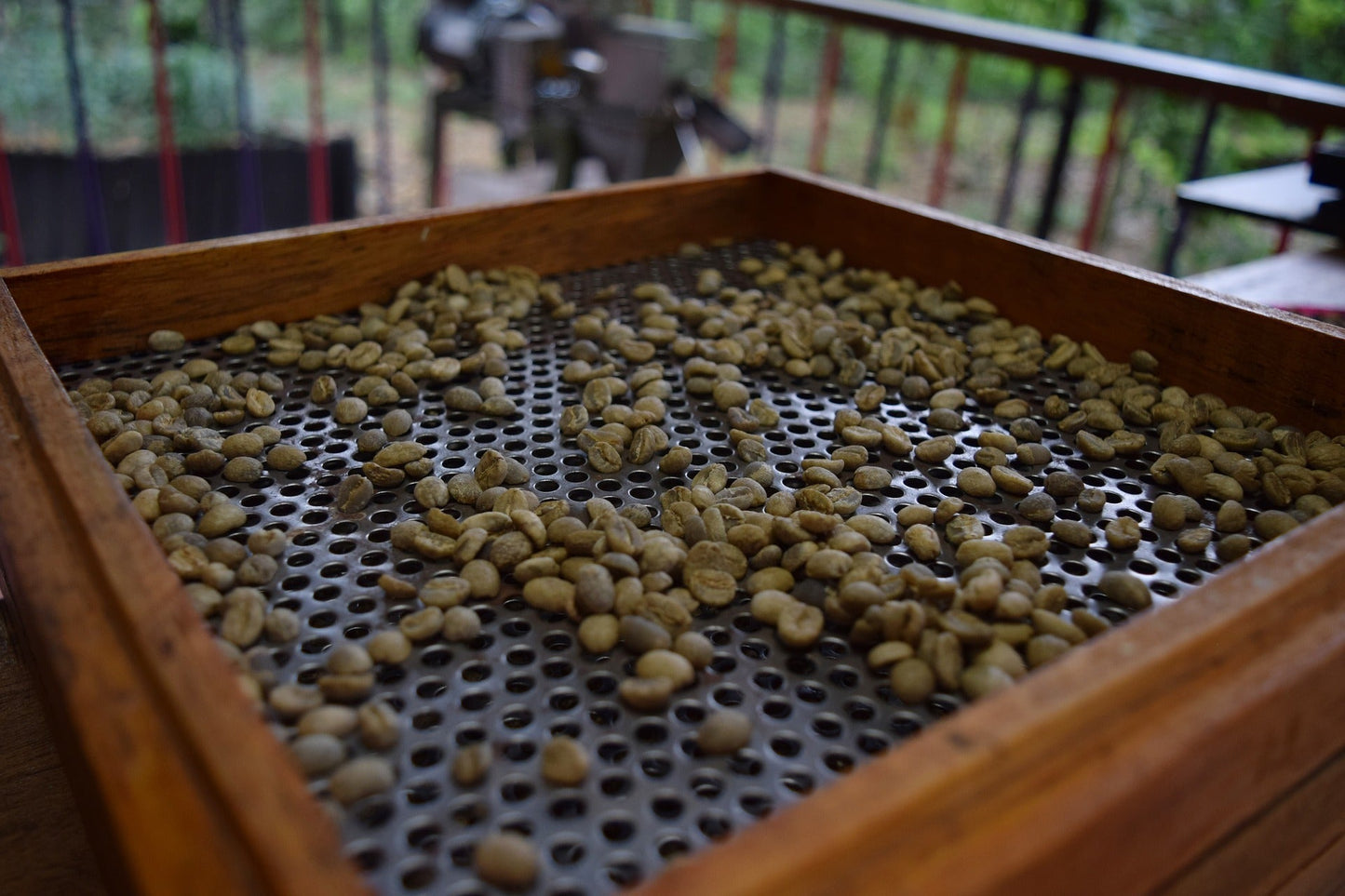 Gemblary Estate - Washed - Medium - Dark Roast - kafeido roasters