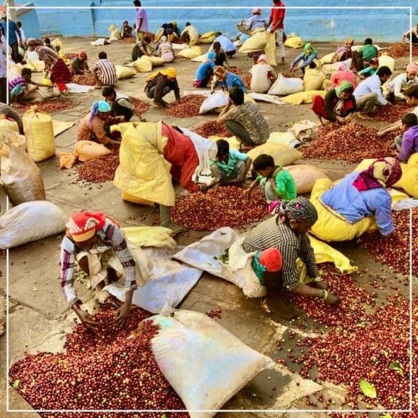 Mysore Nuggets Extra Bold - Medium Roast - kafeido roasters