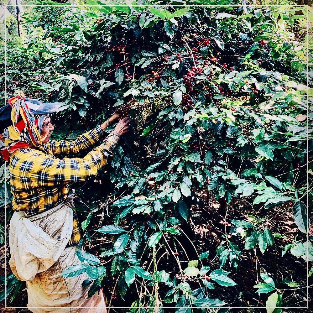Mysore Nuggets Extra Bold - Medium Roast - kafeido roasters