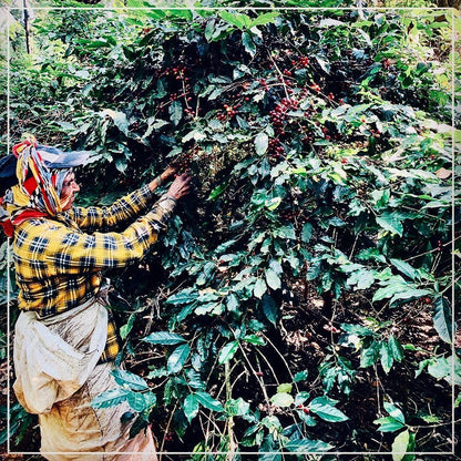 Mysore Nuggets Extra Bold - Medium Roast - kafeido roasters