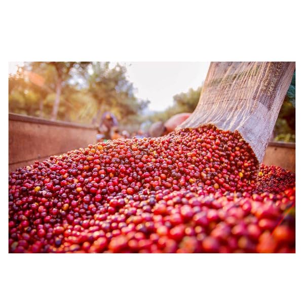 Mysore Nuggets Extra Bold - Medium Roast - kafeido roasters