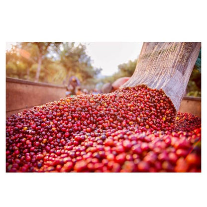 Mysore Nuggets Extra Bold - Medium Roast - kafeido roasters