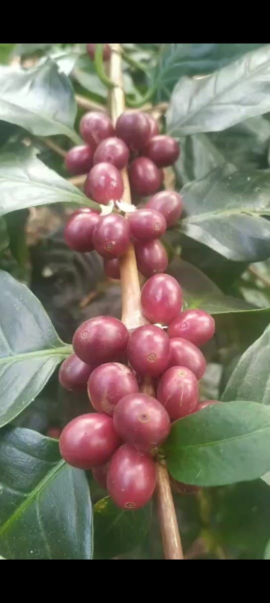 Unnaki Estate - Dark Honey - Medium - Light Roast - kafeido roasters