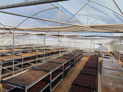 Ratnagiri Estate - Naturals, Anaerobic Fermentation with Yeast - Medium Roast - kafeido roasters