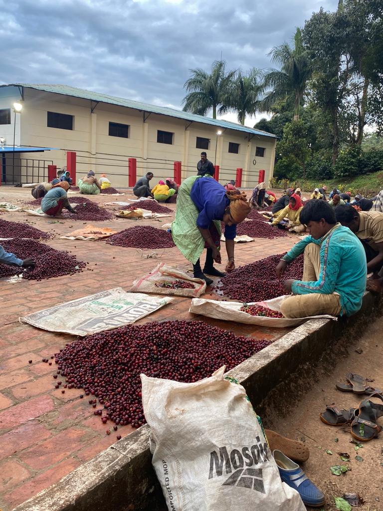 Ratnagiri Estate  - Anaerobic Black Honey - Medium Roast - kafeido roasters
