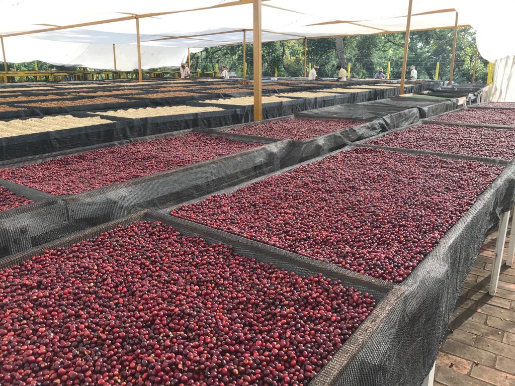 Ratnagiri Estate  - Anaerobic Black Honey - Medium Roast - kafeido roasters