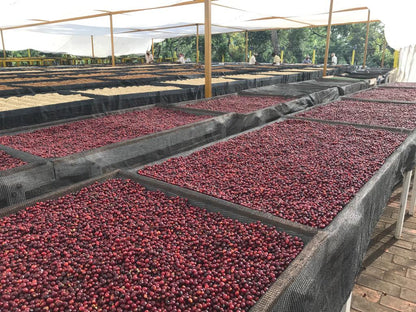 Ratnagiri Estate  - Anaerobic Black Honey - Medium Roast - kafeido roasters