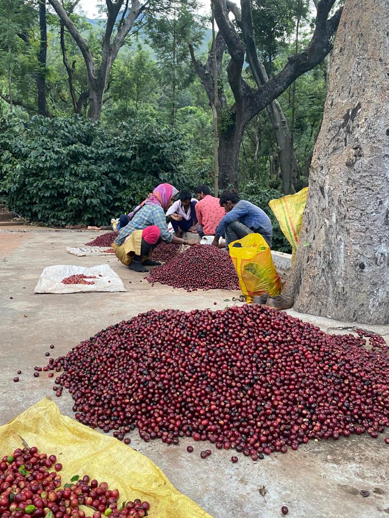 Ratnagiri Estate  - Anaerobic Black Honey - Medium Roast - kafeido roasters